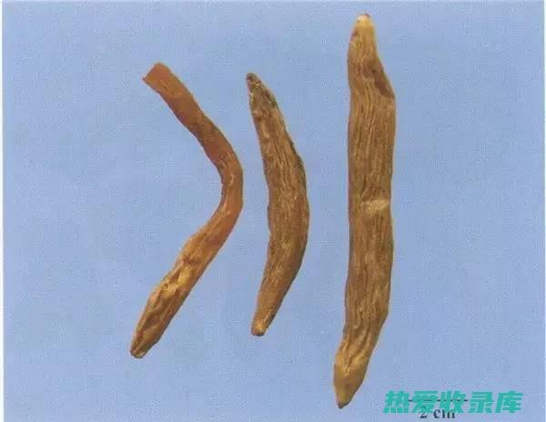 百日中药：探索古老疗法的 100天 (百日草药用)