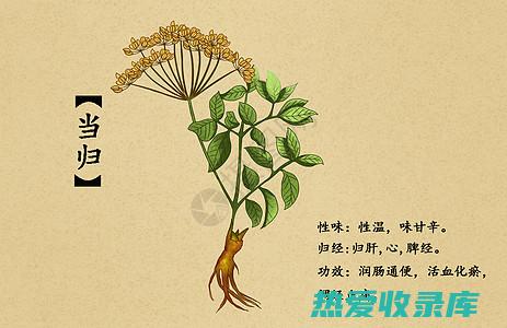 中草药野花生的神奇功效：探索其令人惊叹的健康益处 (中草药野花生有什么功效)