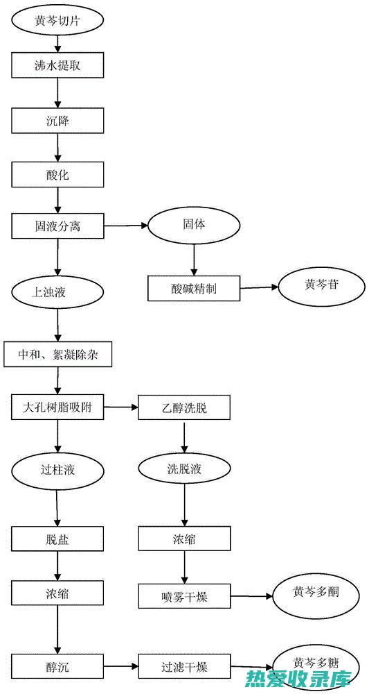 黄芩：一种重要的中药材 (黄芩)