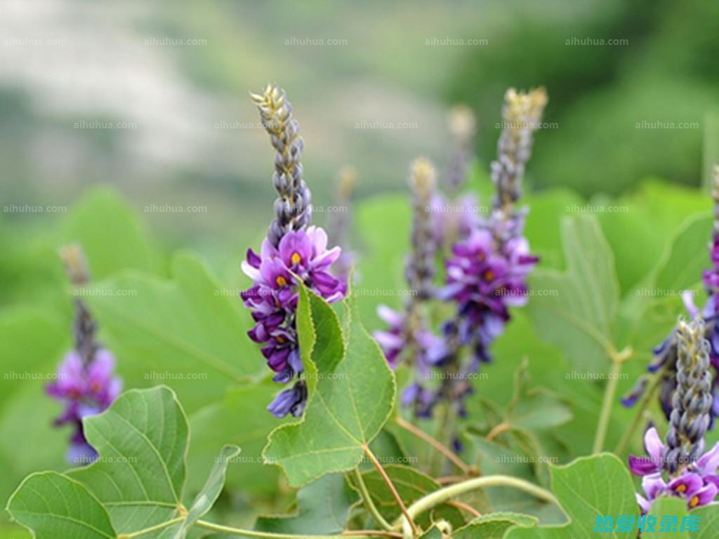 葛花的惊人作用、功效和禁忌：揭开其养生奥秘 (葛花的惊人作品有哪些)