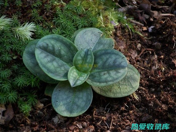 蝴蝶草：功效与作用 (蝴蝶草功效和作用)