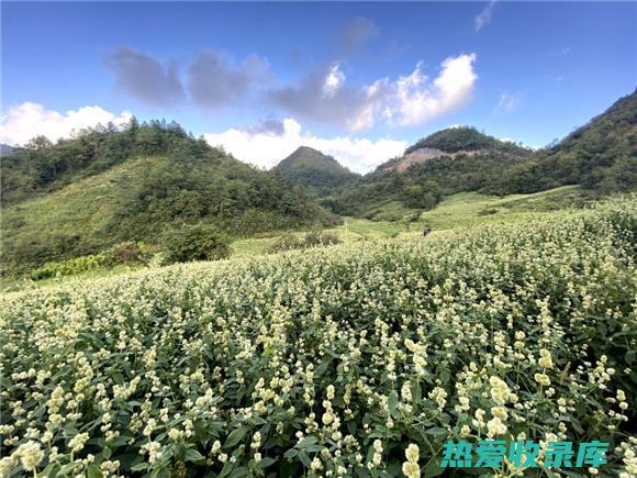 中药材种植销售信息：把握中药材市场的商机 (中药材种植销售需要什么资质)