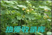 决明子与沙参北山楂和广木香同用的药效功能