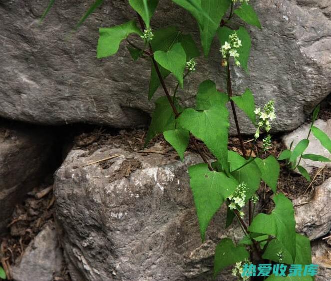 中药红药子：传统中医的愈合良药 (中药红药子功能与作用)