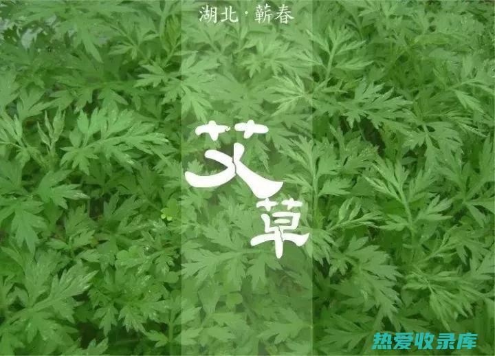 蕲艾(蕲艾的功效与作用)