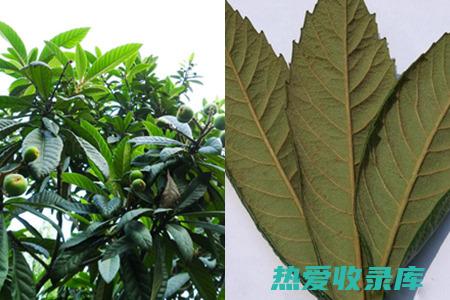 枇杷树叶不宜与以下药物同时服用：洋地黄、强心苷类药物、利尿剂。(枇杷树叶不宜吃吗)