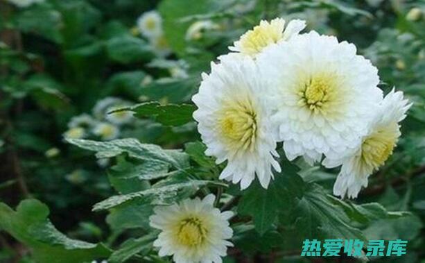 贡菊花功效：保健养生，提升免疫力 (贡菊花功效)