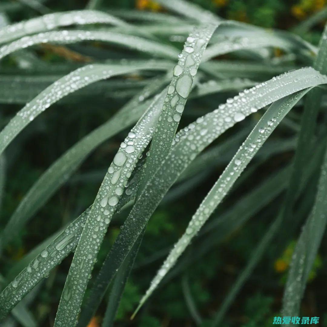 了解木冬中草药的广泛功效 (了解木冬中草药的书)