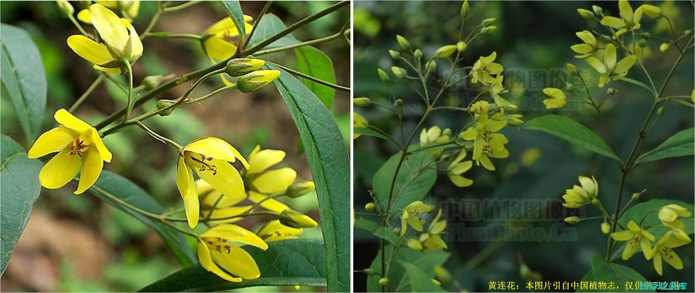 黄连芽的非凡功效：解热、泻火、抗菌、保护肝脏 (黄连芽的吃法)