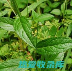 四方枝的功效与作用 (四方枝仔)