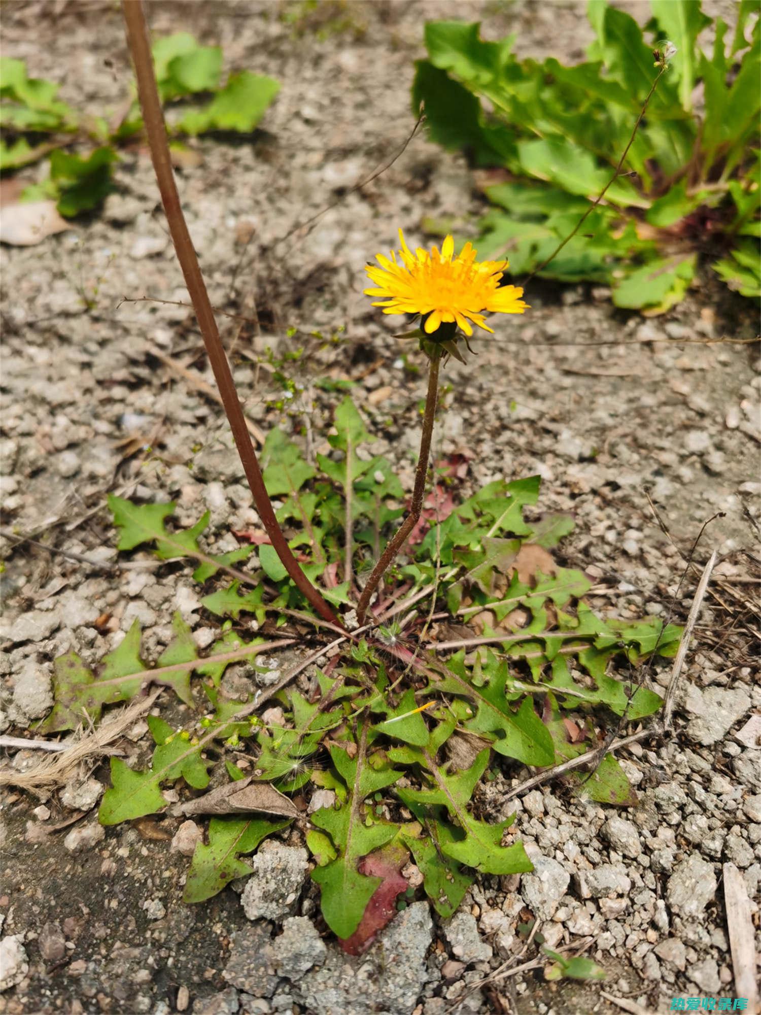 蒲公英：蒲公英是一种利尿草药，可以帮助缓解尿频和尿急。(蒲公英蒲公英的功效与作用)