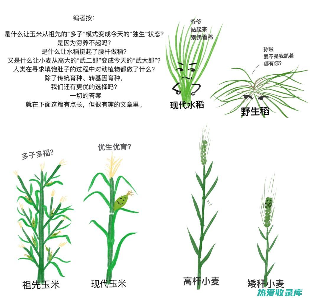 小麦：传统中药的治疗价值 (小麦俗称什么)