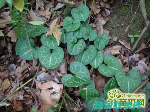 野生马蹄香的惊人功效：从抗菌到止痛 (野生马蹄香的药用作用)