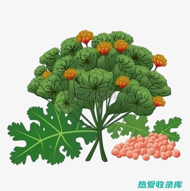 中药材川芎的功效 (中药材川芎的功效及主治)