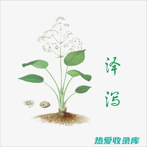 泽泻：功效与作用 (泽泻功效与作用主要治什么病)