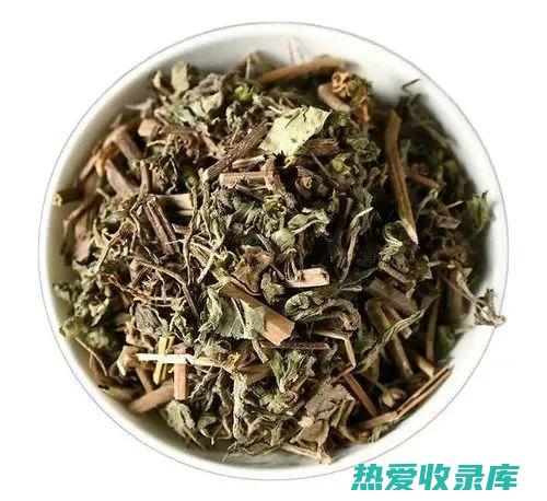 中药旱莲草的功效：旱莲草的神奇治疗能力 (中药旱莲草的功效与作用)