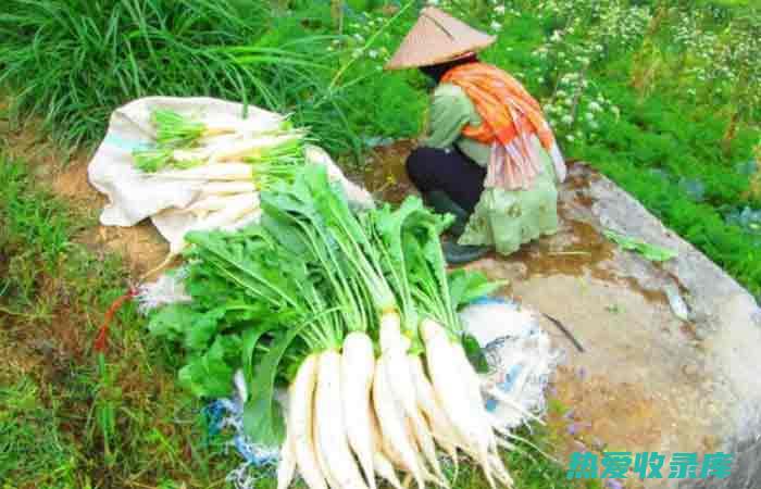 滋阴润肺：黄草石斛味甘性凉，具有滋阴润肺、清热生津的功效。它可以改善干咳、口渴、咽痛等症状，适用于肺阴不足引起的各类疾病。(滋阴润肺药材)