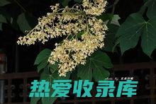 梧桐花的功效与作用 (梧桐花的功效与作用及吃法)