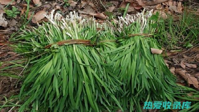 山韭花功效