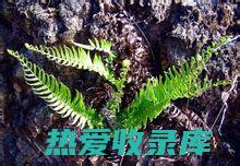 舒筋草草的功效与作用：解除疼痛、抗菌消炎、活血化瘀、强筋健骨等 (舒筋草的药效)