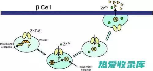 伤口愈合和味觉至关重要