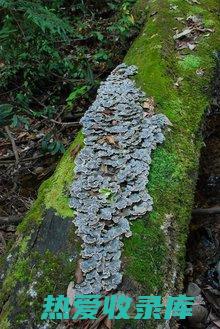 野生云芝的功效与作用