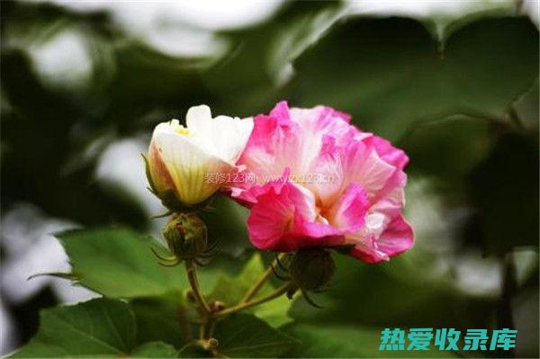 芙蓉花根：探索其令人惊叹的益处和特性 (芙蓉花的根是啥样图片)