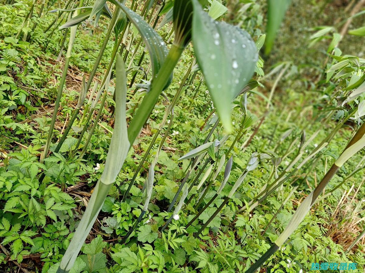 黄精种植指南：从准备土地到成功收获