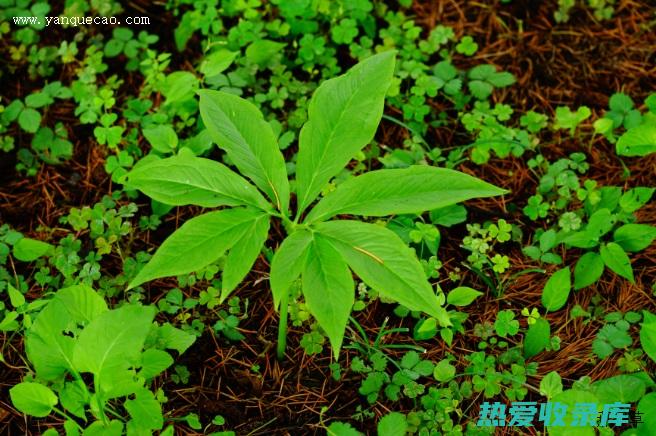 五爪虎的功效与作用: 治疗风湿痛、活血通经、补气血、强筋骨 (五爪虎的功效和作用与图片)