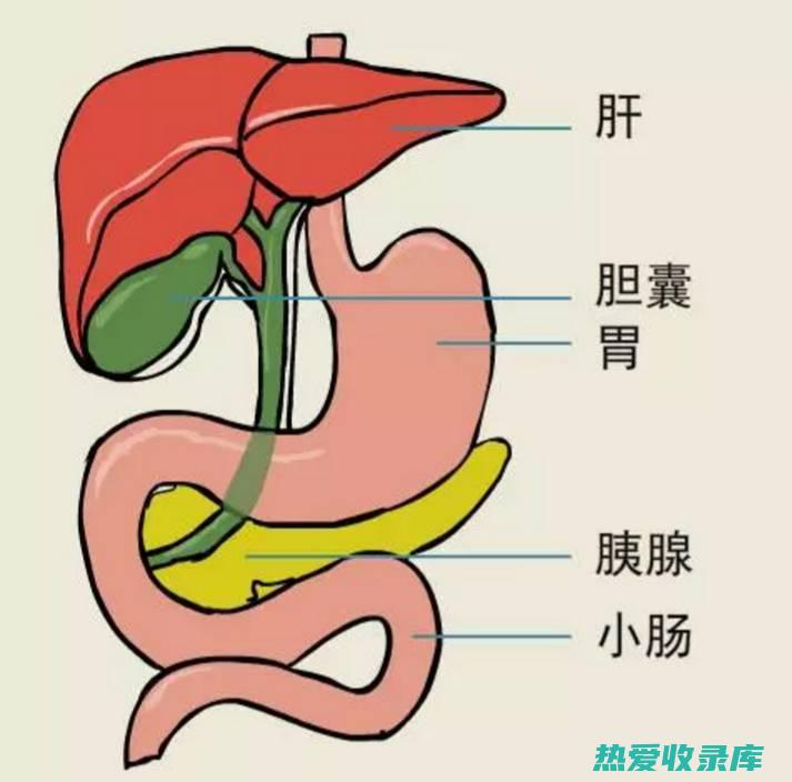 羊胆的作用和功效