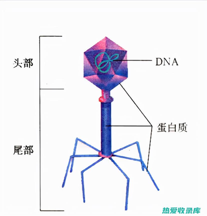 对抗细菌和其他微生物(对抗细菌和其它细菌)