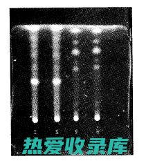 东风桔根的功效神奇：抗炎、止痛、抗癌、保肝、延缓衰老 (东风桔根的功效)