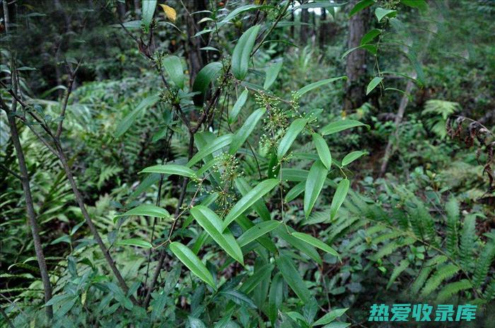 野生土茯苓的显着功效：传统药用价值与现代研究证实 (野生土茯苓的图片)