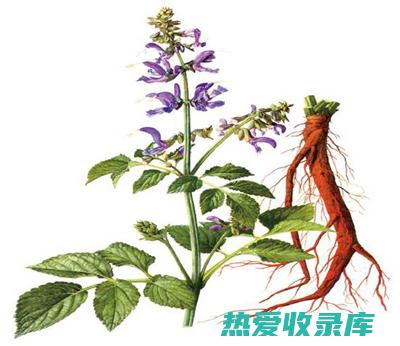 丹参草：神奇的草药，功效卓著，作用广泛 (丹参草有什么功效)