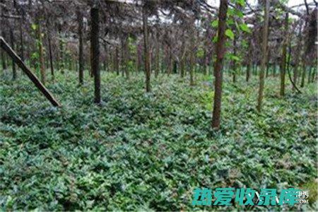 伏黄莲的功效与作用：了解它的抗菌、抗炎和抗肿瘤特性 (黄莲伏苓汤)