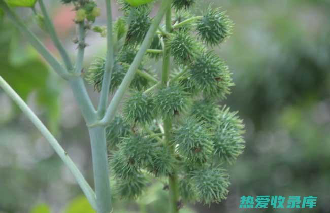 蓖麻叶：功效大全 (蓖麻叶功效特效偏方大全)