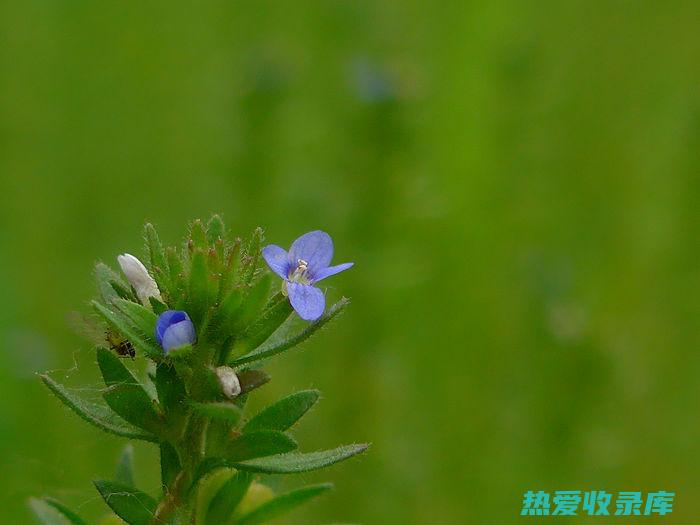 红花婆根的功效 (红花根的使用与图片)