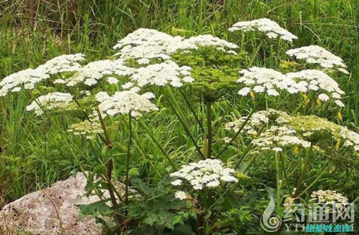 白芷的药效和功效：深入了解其神奇的治疗特性 (白芷的药效和副作用)