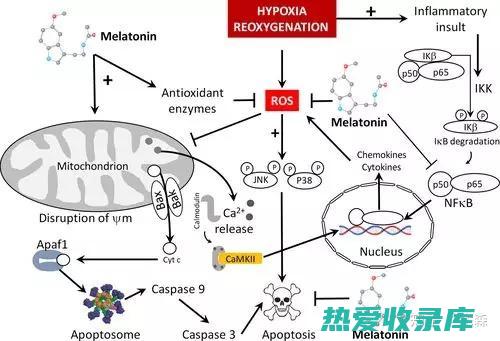 强大抗氧化：枸骨中含有丰富的抗氧化剂，如花青素和类黄酮，可以有效清除人体内的自由基，防止细胞损伤，延缓衰老。(超强抗氧化剂)