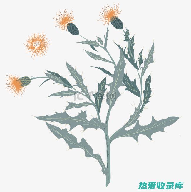 野生菊花的奇效：自然疗愈的神奇植物 (野生菊花的奇闻有哪些)