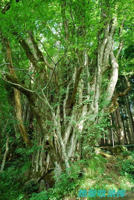 桂木寄生：功效、作用及传统用途 (桂木寄生茶有什么功效)