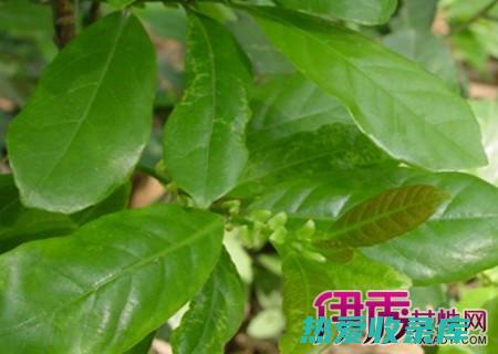 揭秘柴苏的药用功效：缓解疼痛、抗菌抗癌 (柴苏叶的作用)