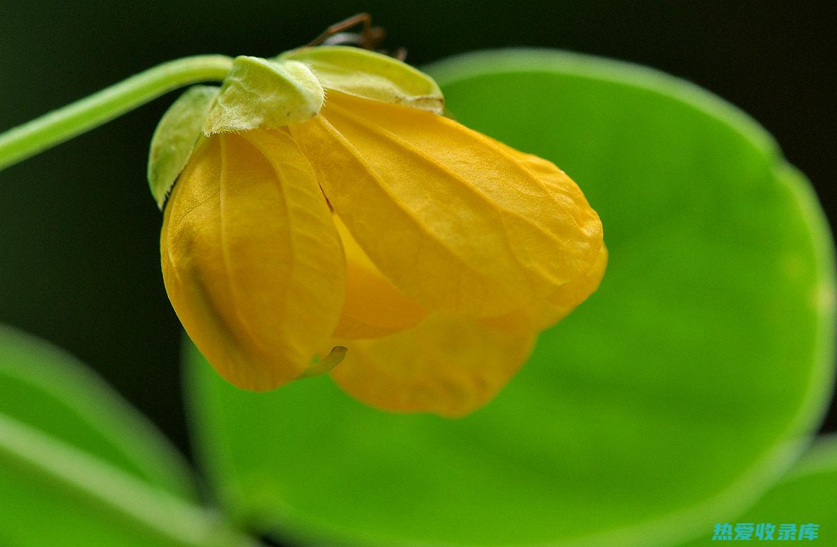 决明子花的功效与作用