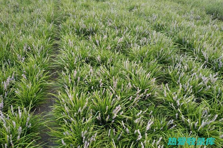 麦须草的功效与作用：护肝、利尿、降血压、抗炎等 (麦须草的功效作用与禁忌)