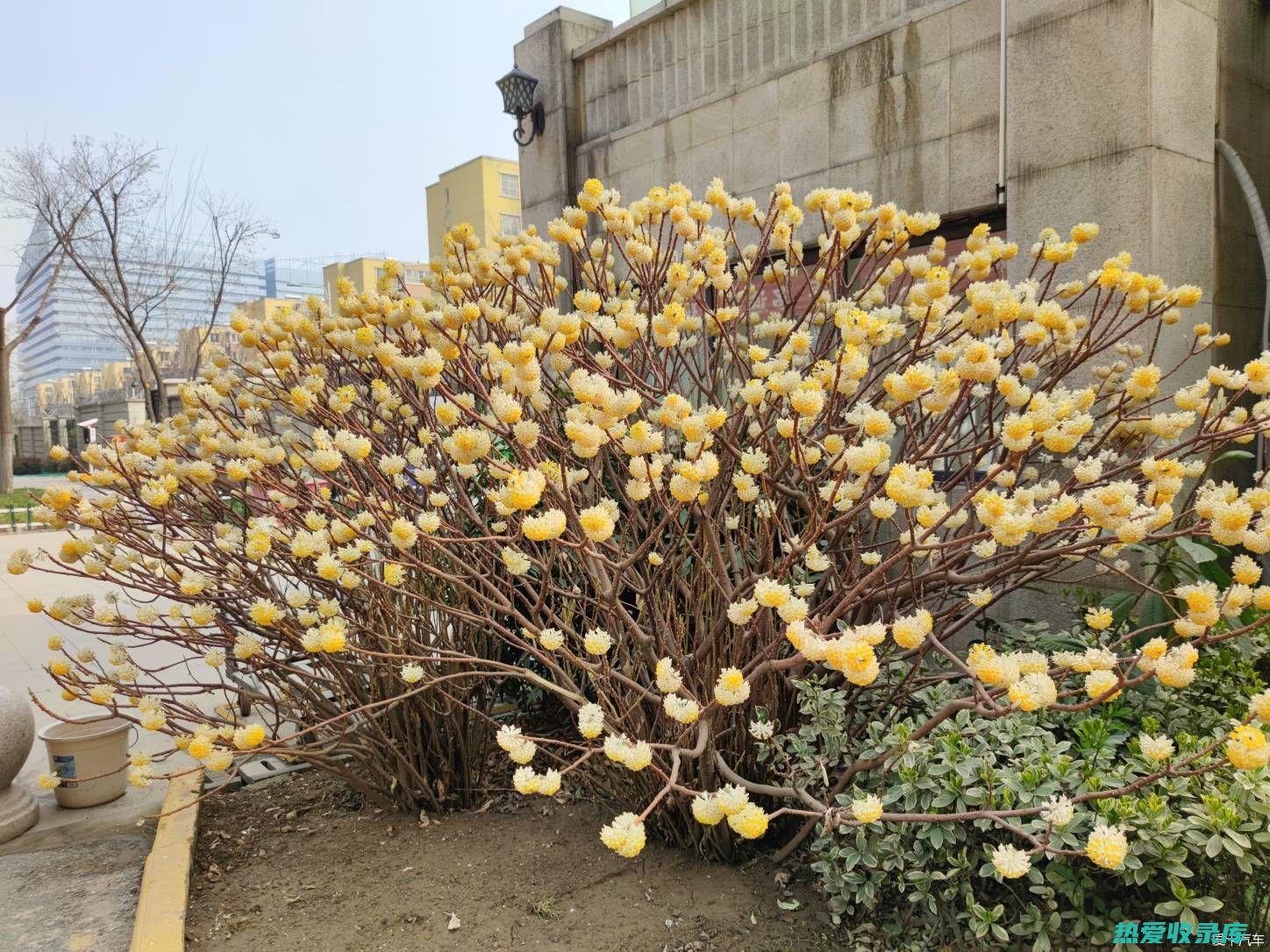 结香花的神奇功效 (结香花介绍)