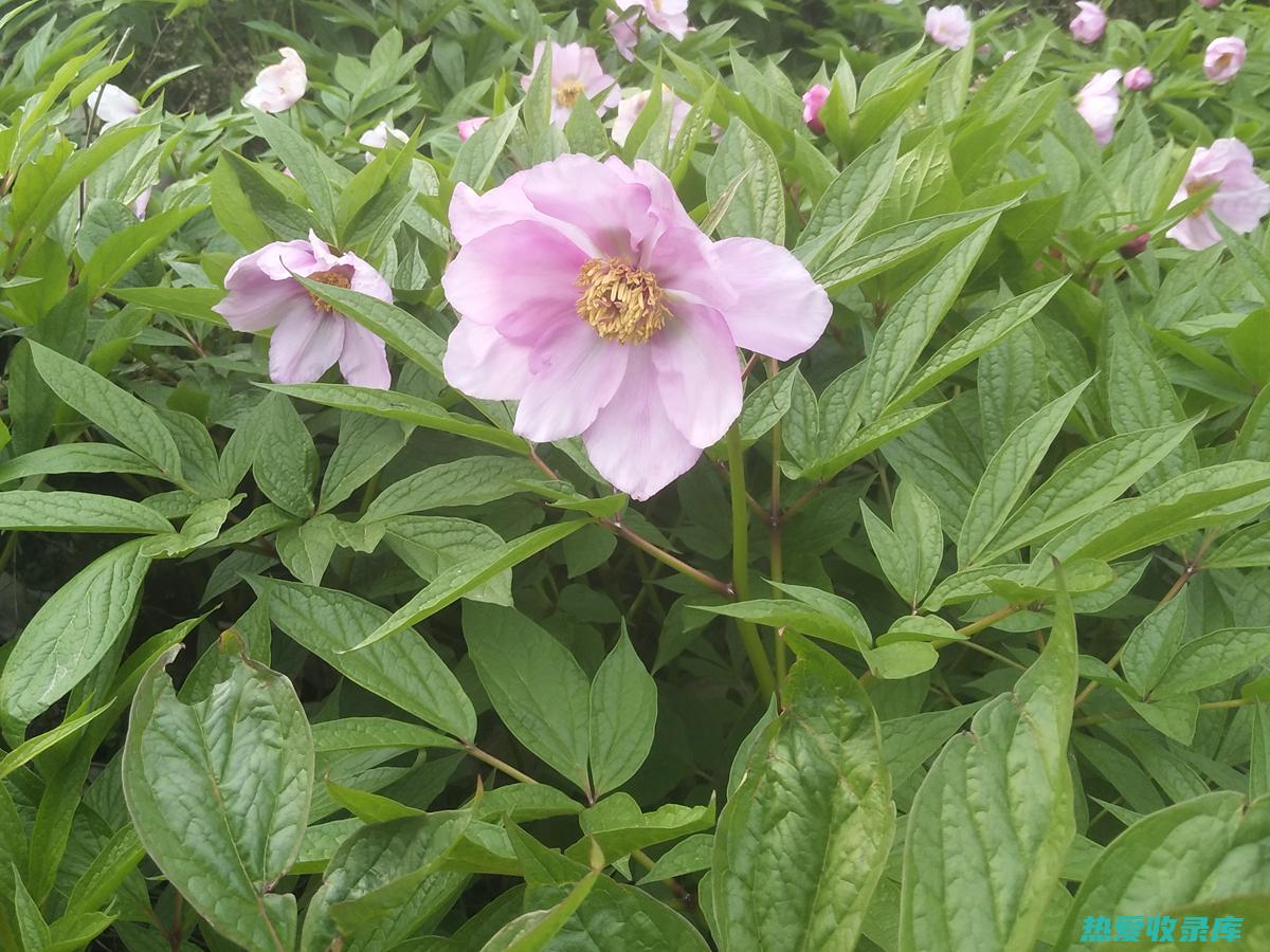 川芍：一种常见的中草药，具有镇痛、抗炎和镇静作用 (川芍是什么中药)