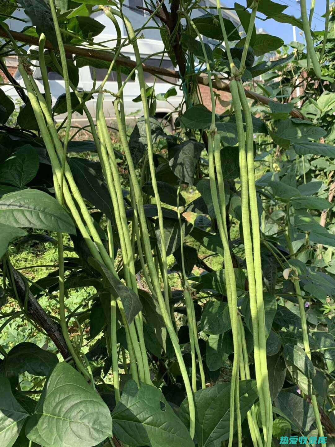 皀荚的功效与作用：探索这味中药的治疗潜力 (皀荚功效与作用)