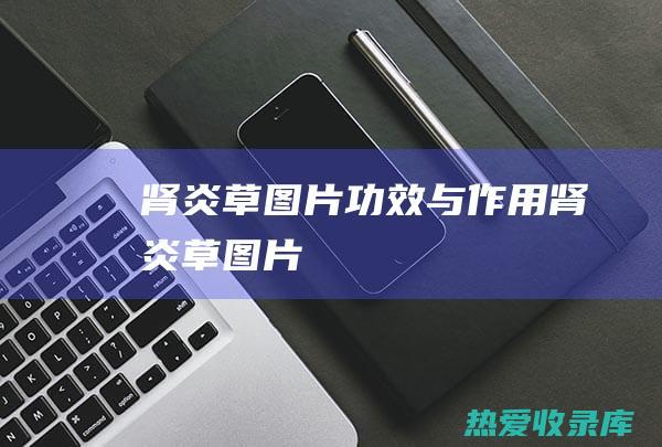 肾炎草图片功效与作用肾炎草图片