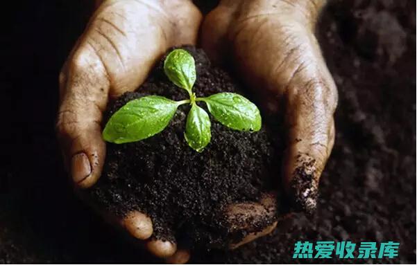 改善土壤健康：牧草的根系可以深入土壤，改善土壤结构，增加土壤有机质含量。 (改善土壤健康的方法)