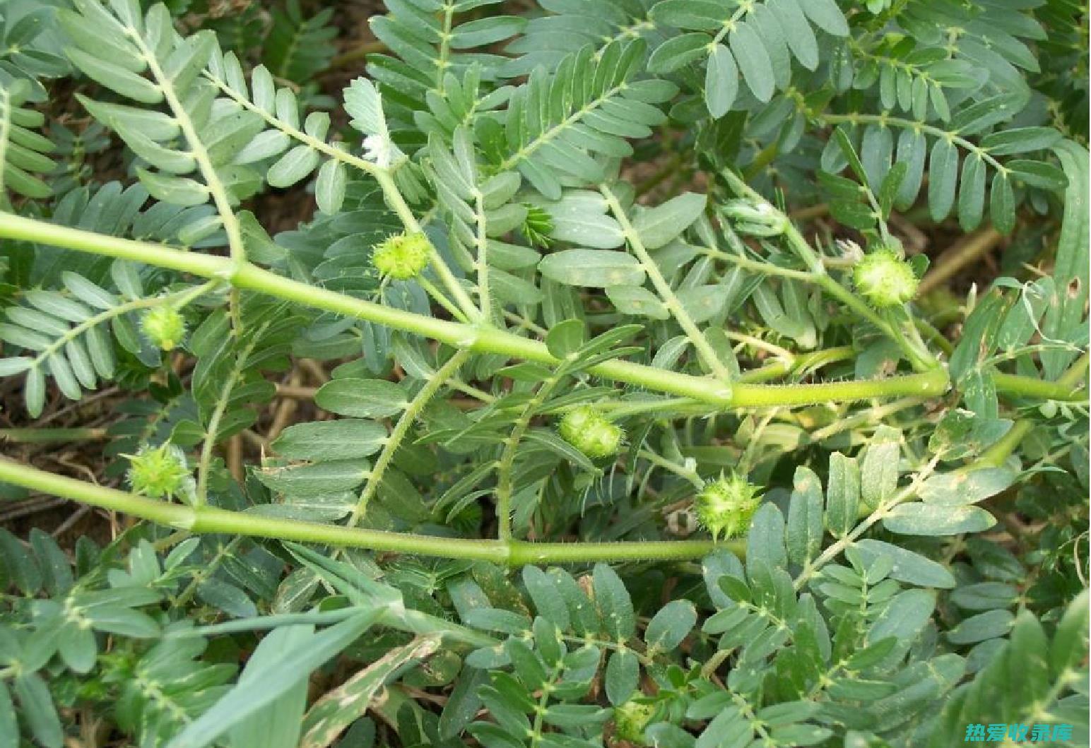 中药白蒺藜：功效与作用详解 (中药白蒺藜的功效与作用)